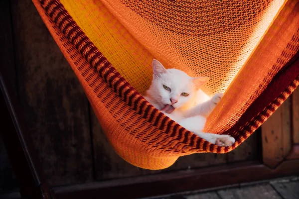 Descanso de gato branco está se aquecendo em uma rede laranja. Lavagens de gato — Fotografia de Stock