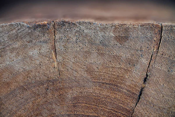 Textura de madeira de tronco de árvore cortada, close-up — Fotografia de Stock