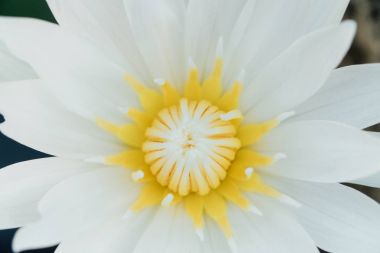 saf beyaz lotus gölet