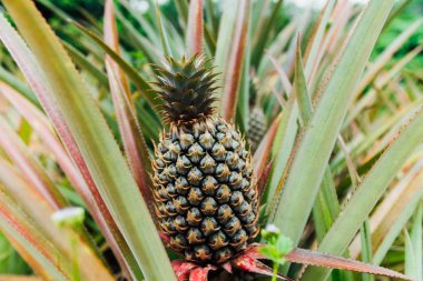 Genç ananas ağacı bitkiye yakın.