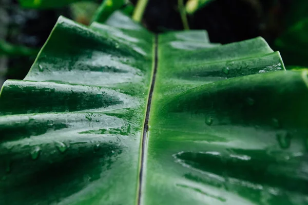 Feuilles vertes humides dans la jungle pendant la saison des pluies — Photo