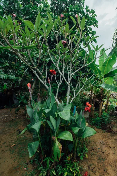 Fleur rouge dans une jungle humide pendant la saison des pluies . — Photo