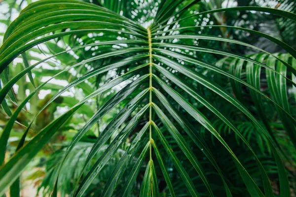 Feuilles vertes humides dans la jungle pendant la saison des pluies — Photo