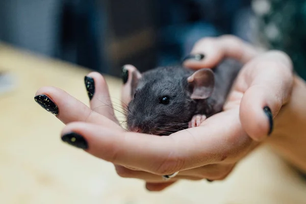 Manos femeninas con rata de cachorro rizado divertido lindo sobre fondo de madera borrosa, primer plano. Animales en casa . — Foto de Stock