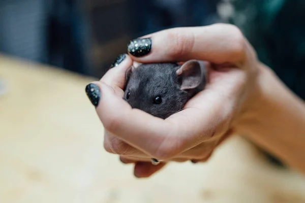 Manos femeninas con rata de cachorro rizado divertido lindo sobre fondo de madera borrosa, primer plano. Animales en casa . — Foto de Stock