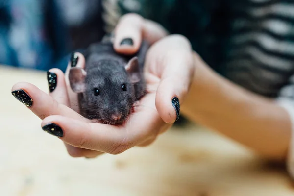 Manos femeninas con rata de cachorro rizado divertido lindo sobre fondo de madera borrosa, primer plano. Animales en casa . — Foto de Stock