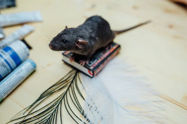 Lindo divertido rizado cachorro rata se sienta en un libro en miniatura en una mesa de madera con una pluma., primer plano . — Foto de Stock