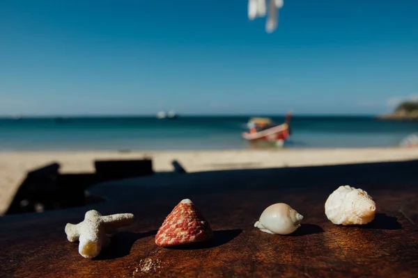 De belles coquilles reposent sur la table sur fond bleu mer. Coquilles mollusques et coraux — Photo