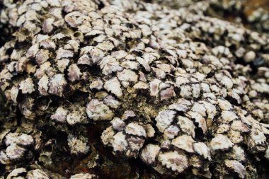 Doku kabuk kabuklu deniz ürünleri. Arka plan kabuk yumuşakçalar plaj kapalı kabuklarında