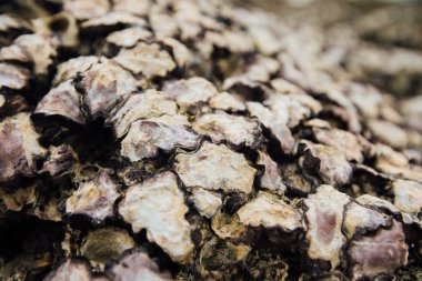 Doku kabuk kabuklu deniz ürünleri. Arka plan kabuk yumuşakçalar plaj kapalı kabuklarında