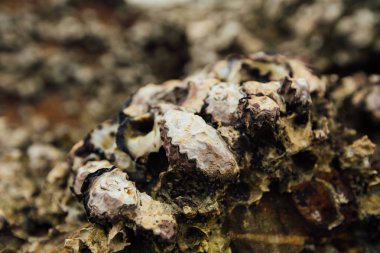 Arka plan kabuk yumuşakçalar. Doku kabuk kabuklu deniz hayvanları. Sahilde deniz kabuklu deniz ürünleri