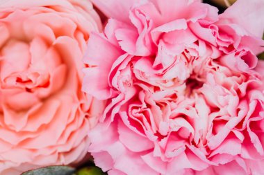 taze parlak çiçek açan peonies çiçekler. Beyaz ve pembe tomurcuk.