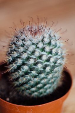 Yuvarlak şekil kaktüs kahverengi plastik kapta.