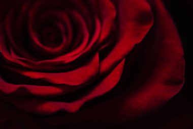 Bir kırmızı narin gül tomurcuğu. Sevgililer makro arka plan duvar kağıdı.