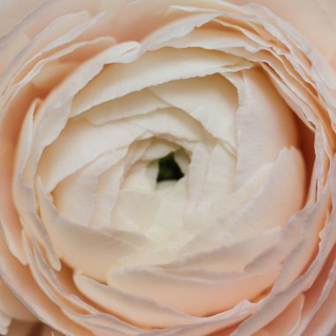 Bud düğün çiçeği yakın makro. Düğünçiçeği doku arka planını çiçekler,.