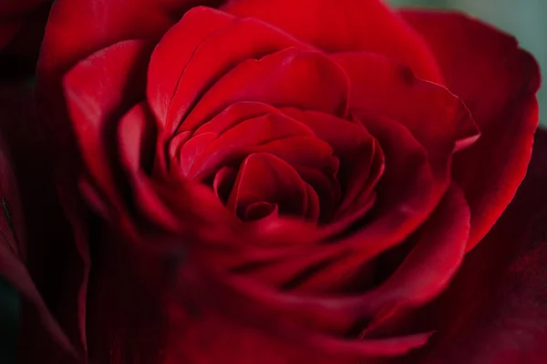 Bud av en röd delikat ros. Valentine makro bakgrundsbild. — Stockfoto