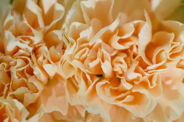 beige flower carnation. floral background of carnations in pastel colors. Close up, macro