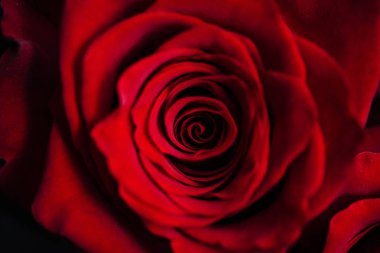 Bir kırmızı narin gül tomurcuğu. Sevgililer makro arka plan duvar kağıdı.