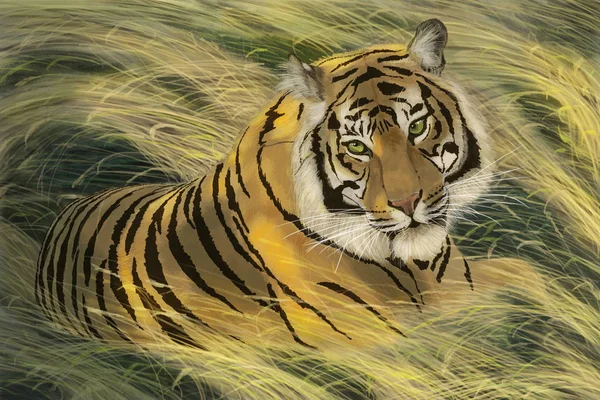 Obrázek Tygra Trávě Tiger Spočívá Žluto Zelené Trávy Stock Obrázky