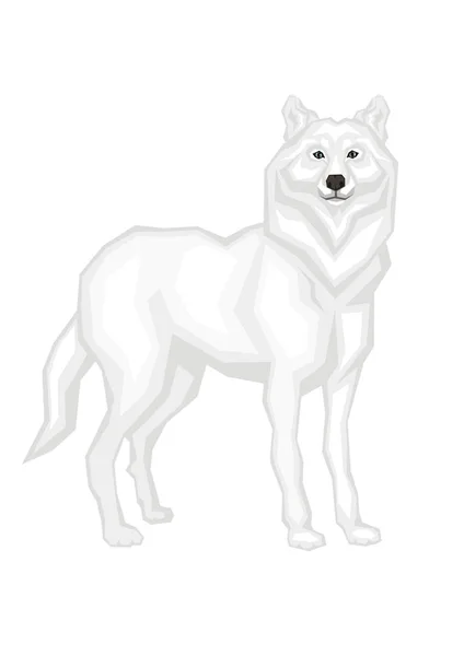 Lobo polar branco —  Vetores de Stock