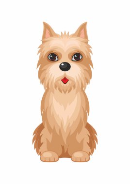  Cairn terrier köpek