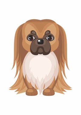  küçük fino köpeği