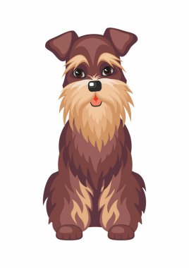 minyatür schnauzer köpek