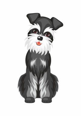 Standart Schnauzer köpek