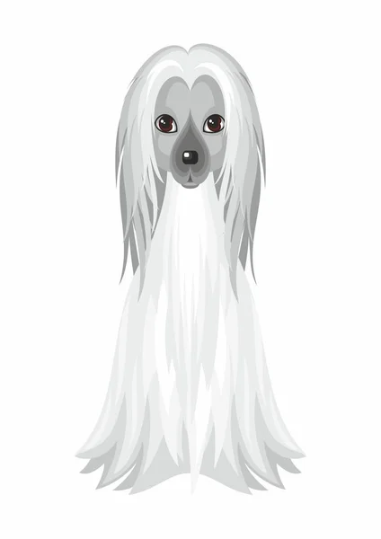 Afghanischer Windhund dog