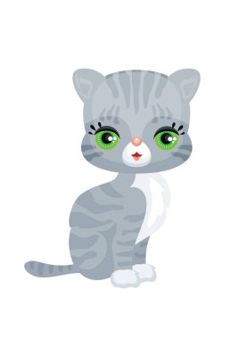  şirin İskoç düz yavru kedi