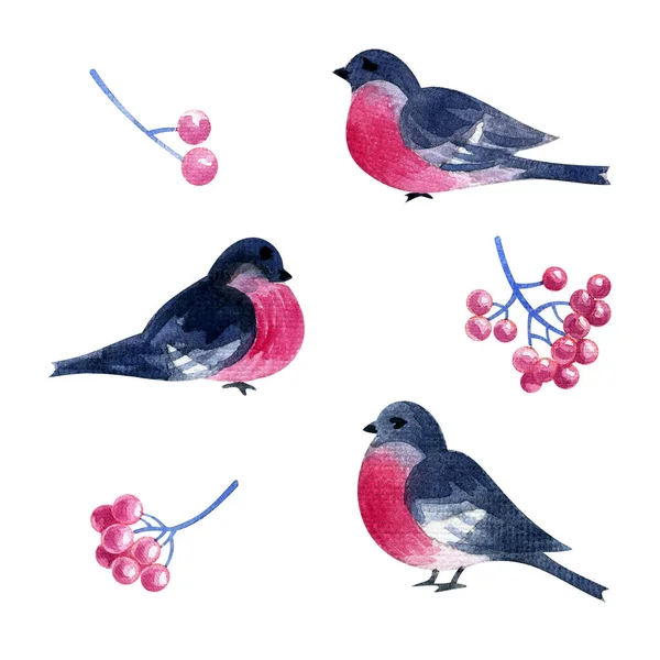Bullfink Fåglar Och Röda Bär Handmålade Akvarell Illustration Isolerad Vit — Stockfoto