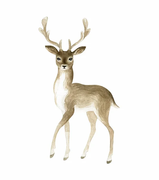 Beautiful Deer Hand Painted Watercolor Illustration Isolated White Background — Stock Photo, Image