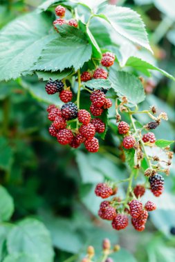 Böğürtlen bahçede dal. Olgun kırmızı, siyah ve pur