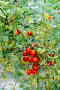 Sebze bahçesinde bitki kırmızı domates ile. Olgun domates üzerinde bir