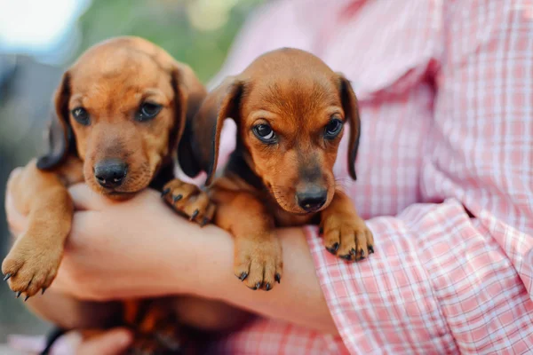 Dachshund puppy. Woman at the park holding his dog. Woman holdin — Stock Photo, Image