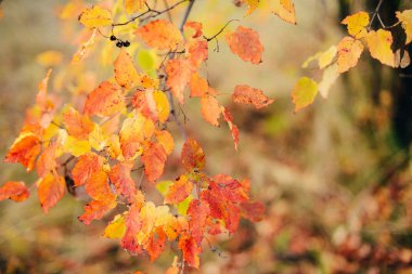 arka plan doku sarı sonbahar yaprak arka plan bırakır. Bağırmak