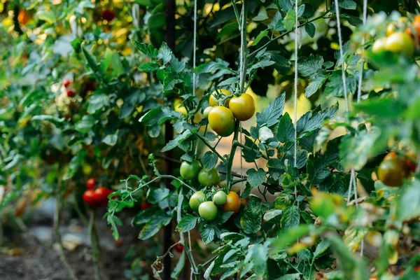 Orto con piante di pomodori rossi. Pomodori maturi su un — Foto Stock