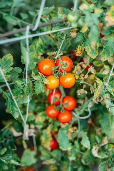 赤いトマトの植物と菜園。完熟トマトに、 — ストック写真