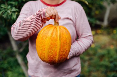 Olgun, organik, turuncu elinde kabak. Güneşli sonbahar günü. A yo