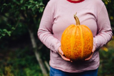 Olgun, organik, turuncu elinde kabak. Güneşli sonbahar günü. A yo