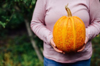 Olgun, organik, turuncu elinde kabak. Güneşli sonbahar günü. A yo