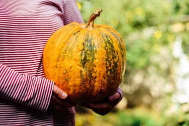 Olgun, organik, turuncu elinde kabak. Güneşli sonbahar günü. A yo