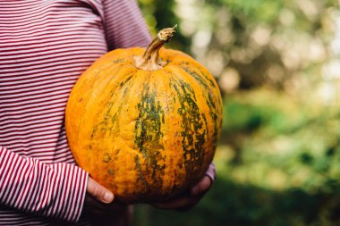 Olgun, organik, turuncu elinde kabak. Güneşli sonbahar günü. A yo