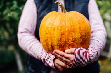 Olgun, organik, turuncu elinde kabak. Güneşli sonbahar günü. A yo