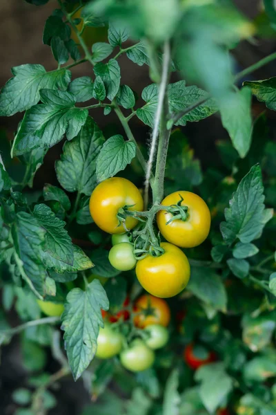 Huerto con plantas de tomates rojos. Tomates maduros en un —  Fotos de Stock