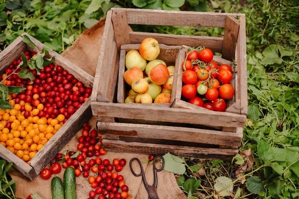 Joven mujer atractiva en una granja. Mujer agricultora recogiendo fruta de —  Fotos de Stock