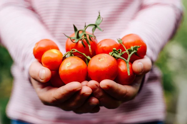 Farmers hands with freshly harvested tomatoes and pepper. Freshl — Stock Photo, Image