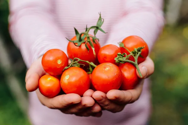 Farmers hands with freshly harvested tomatoes and pepper. Freshl — Stock Photo, Image