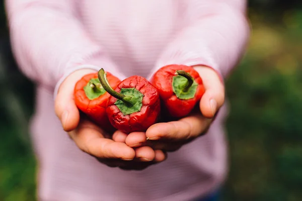 Petani tangan dengan tomat yang baru dipanen dan lada. Freshl — Stok Foto