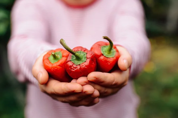 Campesinos manos con tomates recién cosechados y pimienta. Freshl —  Fotos de Stock